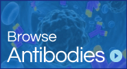 Browse antibodies
